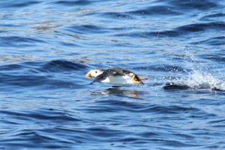 Papageitaucher Fratercula arctica