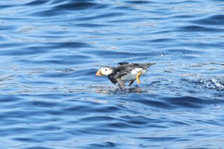 Papageitaucher Fratercula arctica
