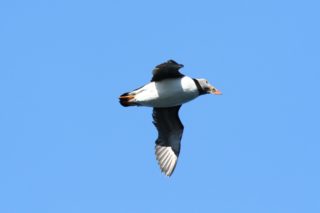 Papageitaucher Fratercula arctica
