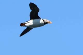 Papageitaucher Fratercula arctica