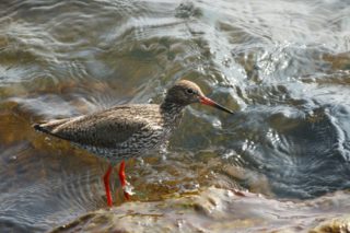 Kampfläufer Philomachus pugnax