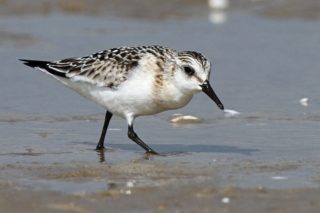 Sanderling Calidris alba