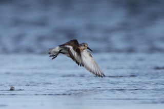 Sanderling Calidris alba