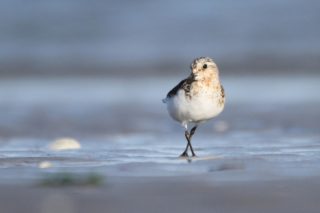 Sanderling Calidris alba