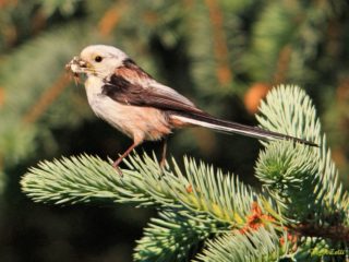 Schwanzmeise Aegithalos caudatus