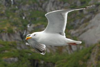 Silbermöwe Larus argentatus