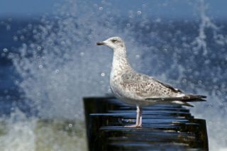 Silbermöwe Larus argentatus