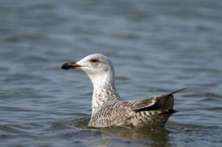 Silbermöwe Larus argentatus