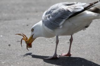 Silbermöwe Larus argentatus
