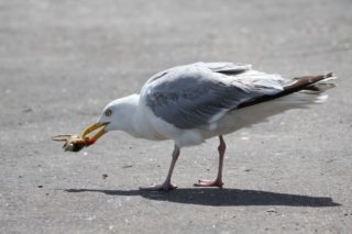 Silbermöwe Larus argentatus