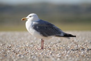Silbermöwe Larus argentatus