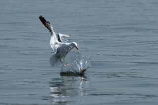 Silbermöwe Larus argentatus