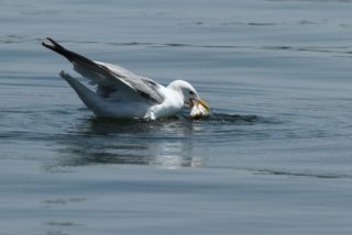 Silbermöwe Larus argentatus