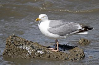 Silbermöwe Larus argentatus