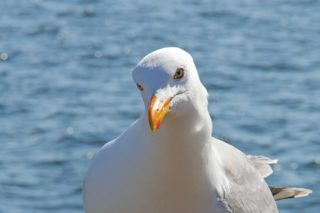 Silbermöwe Larus argentatus
