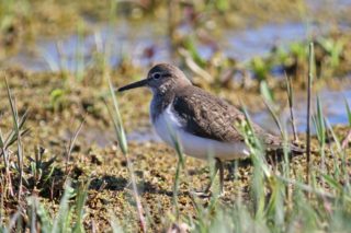 Temminckstrandläufer Calidris temminckii