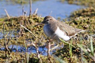 Temminckstrandläufer Calidris temminckii