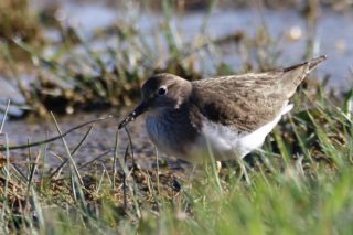 Temminckstrandläufer Calidris temminckii