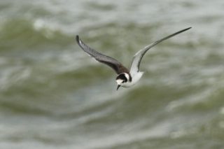 Trauerseeschwalbe Chlidonias niger