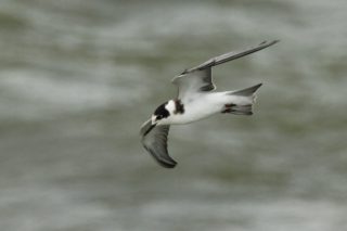 Trauerseeschwalbe Chlidonias niger