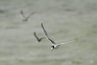Trauerseeschwalbe Chlidonias niger
