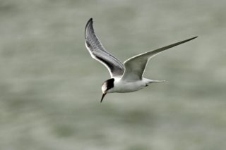Trauerseeschwalbe Chlidonias niger