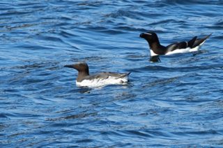 Papageitaucher Fratercula arctica