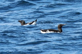 Papageitaucher Fratercula arctica