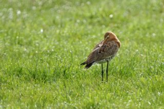 Uferschnepfe Limosa limosa