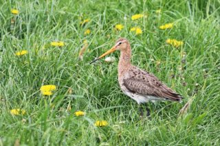 Uferschnepfe Limosa limosa