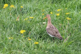 Uferschnepfe Limosa limosa