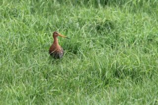 Uferschnepfe Limosa limosa