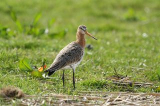 Uferschnepfe Limosa limosa