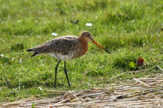 Uferschnepfe Limosa limosa