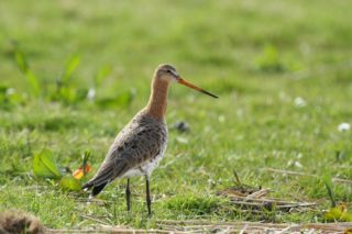 Uferschnepfe Limosa limosa