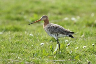 Uferschnepfe Limosa limosa