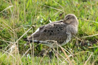 Uferschnepfe Limosa limosa