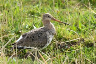 Uferschnepfe Limosa limosa