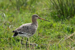 Uferschnepfe Limosa limosa