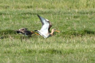 Uferschnepfe Limosa limosa