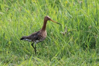 Uferschnepfe Limosa limosa