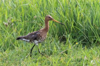 Uferschnepfe Limosa limosa