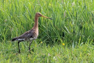 Uferschnepfe Limosa limosa