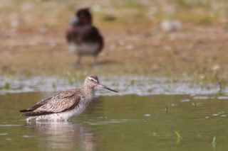 Uferschnepfe Limosa limosa