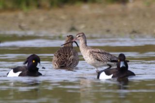 Uferschnepfe Limosa limosa