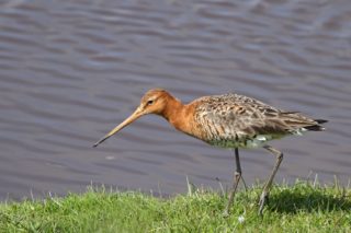 Uferschnepfe Limosa limosa