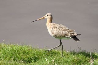 Uferschnepfe Limosa limosa