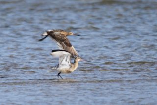 Uferschnepfe Limosa limosa