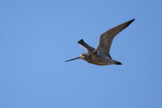 Uferschnepfe Limosa limosa