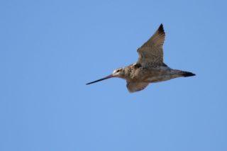 Uferschnepfe Limosa limosa